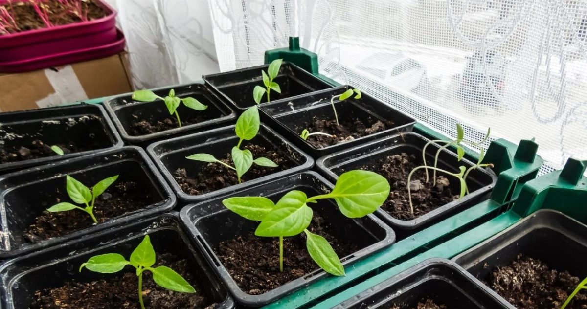 Domowa rozsada: Sekret silnych pomidorów i papryki, których sąsiedzi będą Ci zazdrościć