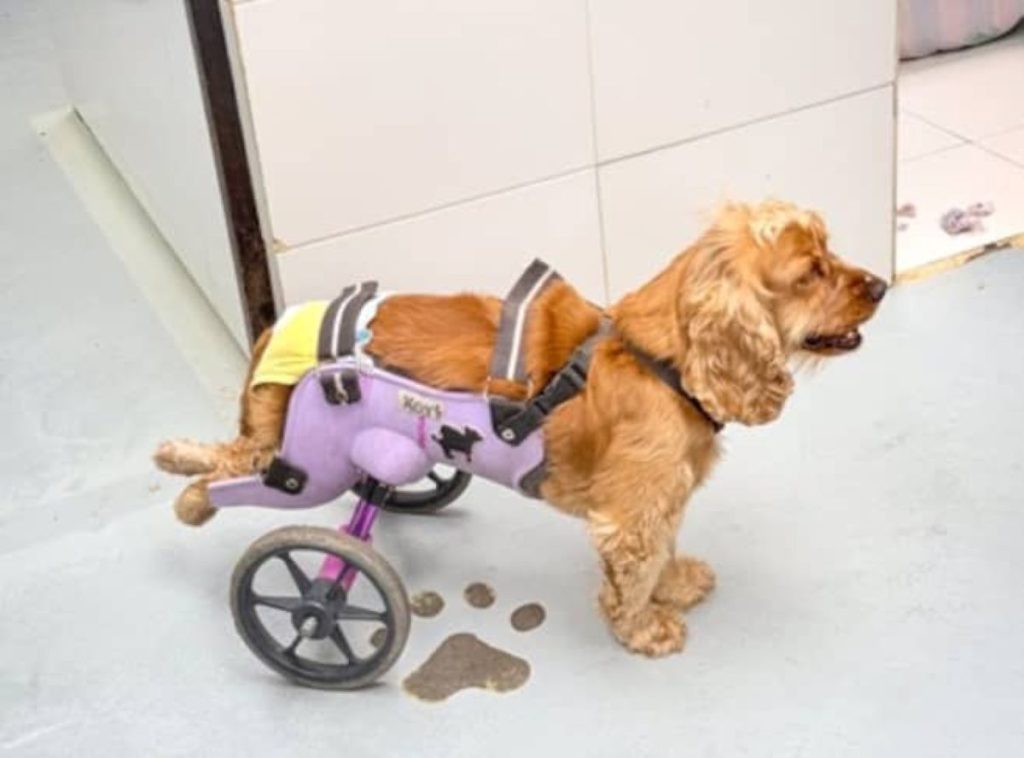 Psy, które nie mogły chodzić, dostają drugą szansę. Wszystko dzięki drukarkom 3D!